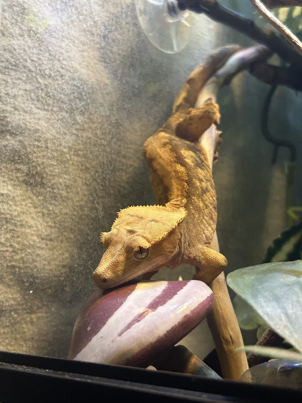A crested gecko climbing a branch in its enclosure, crest raised, one eye on the camera